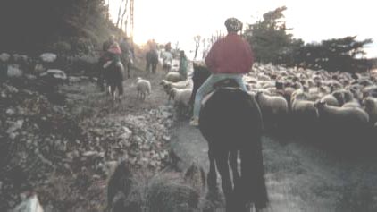 Super des moutons mais ou sommes nous, nous avons quitt� notre paisible cit�